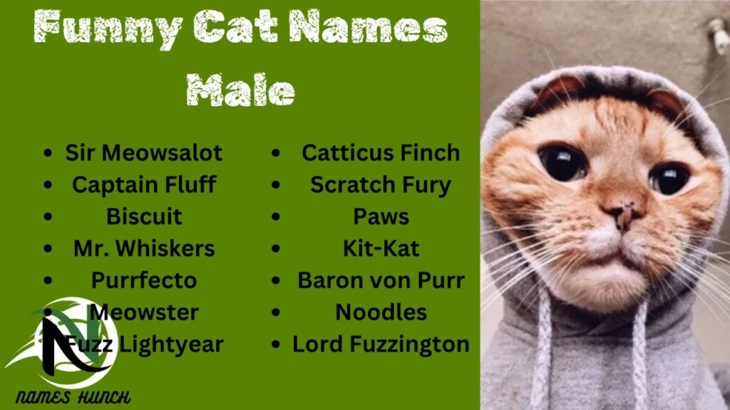 Funny Cat Names Male