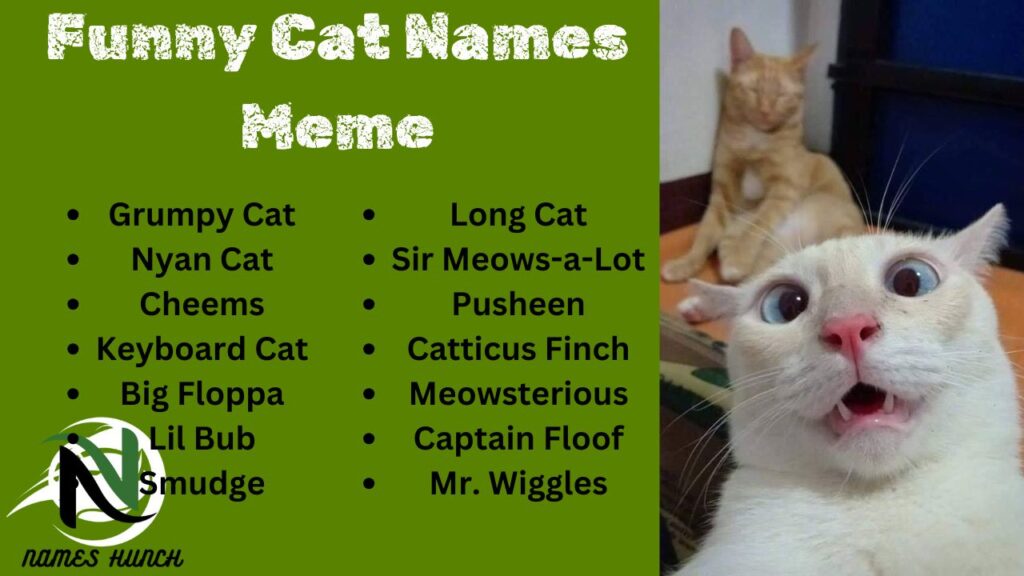 Funny Cat Names Meme