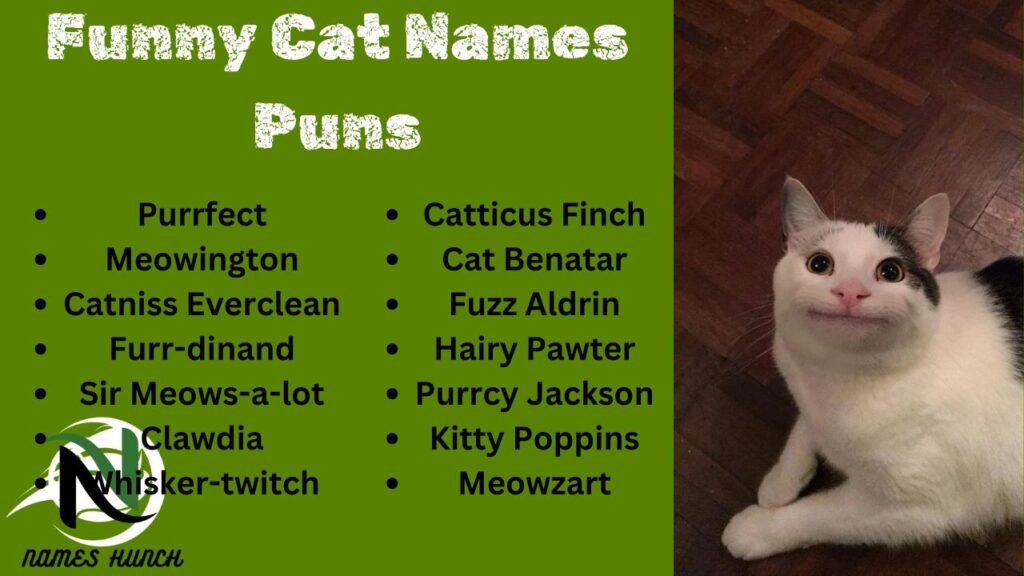 Funny Cat Names Puns