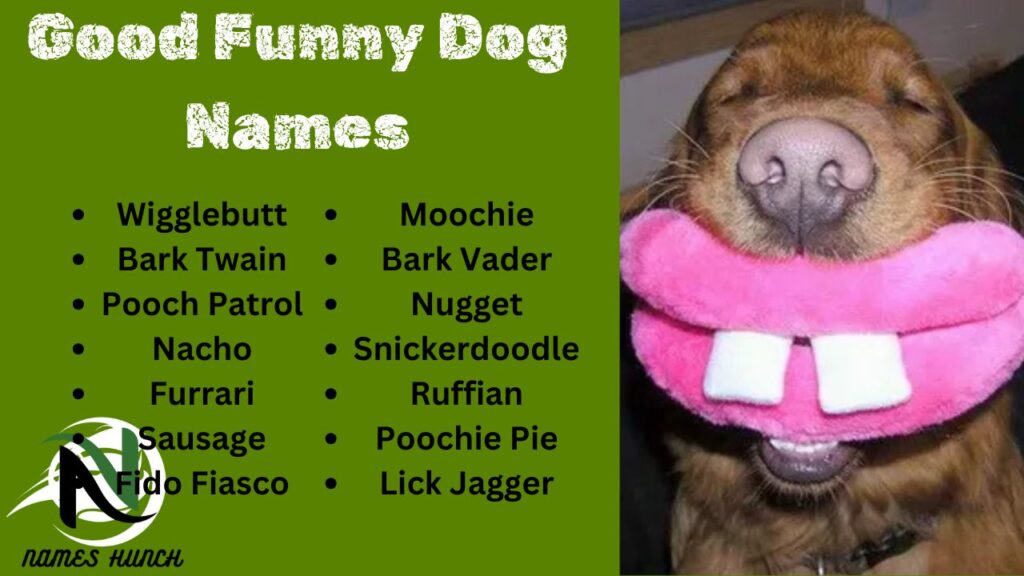 Good Funny Dog Names 